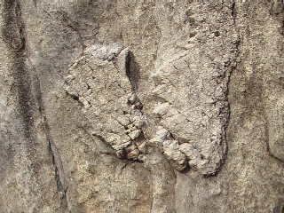 Crescianogneiss. Wisst ihr, wo der Quarz zu finden ist?