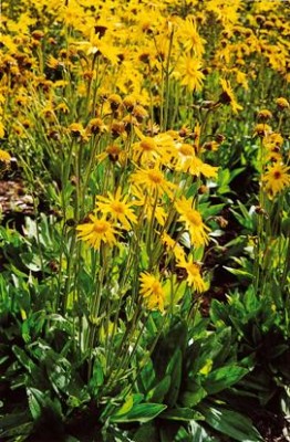 so sieht arnika ohne globuli aus