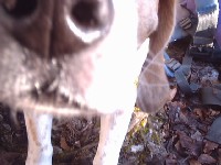 Charlie der Hund! (er hat am besten gesichert!!)